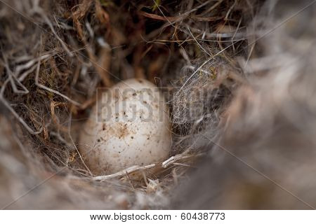 Egg From A Bluetit In A Natural Nest