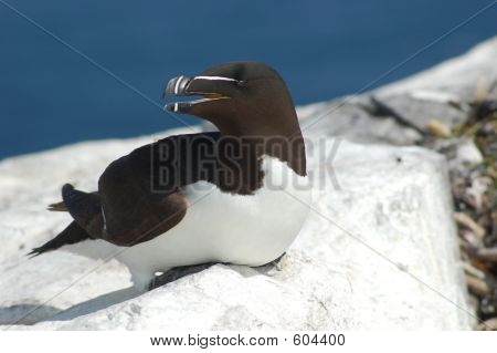 Razorbill 중첩