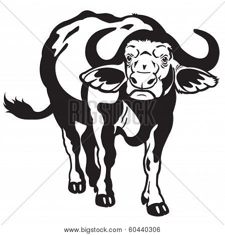 African Cape Buffalo Black White
