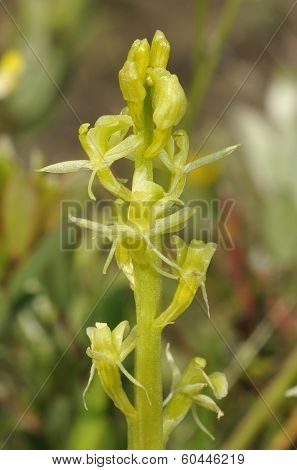 Fen Orchid