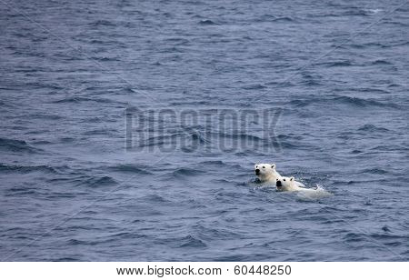 Polar bears swimming in sea, mother and cub