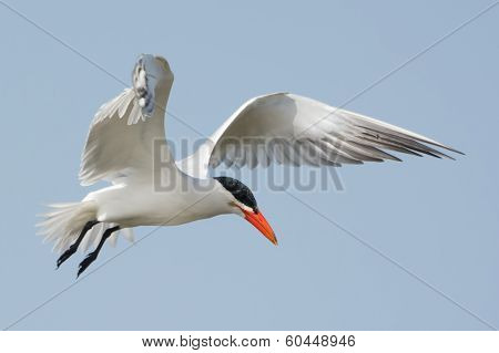 Caspian Tern Hovering In Place