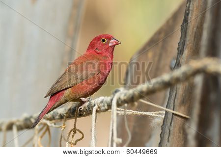 Male Red-billed Firefinch (lagonosticta Senegala)