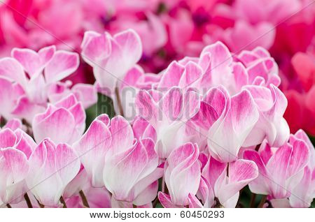 Flowers Of Cyclamen