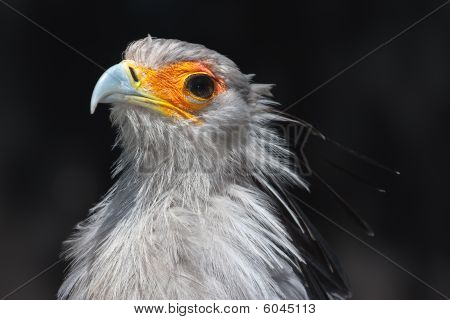 Secretarybird gros plan