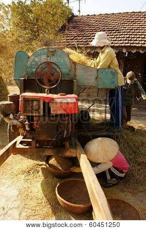 Farmer Harvesting Paddy Grain By Threshing Machine