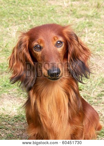Portrait Of Dashund Dog