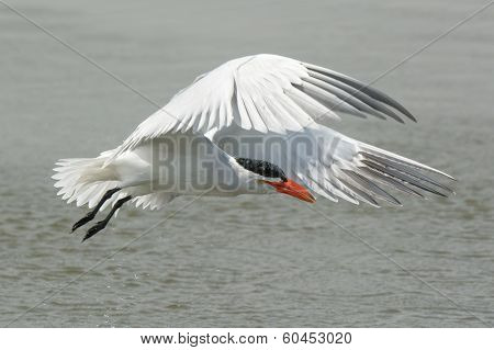 Wet Caspian Tern In Flight Dripping Wet