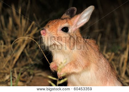 Portrait of a South African springhare (Pedetes capensis)