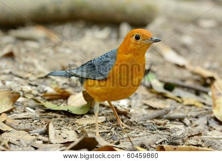 Male Orange-headed Thrush (zoothera Citrina)