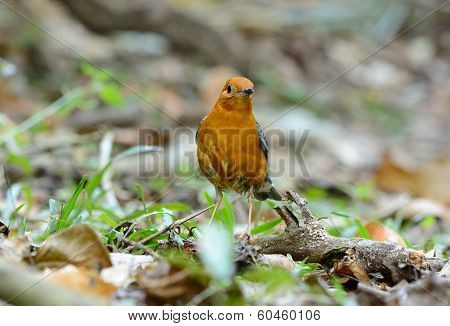 Male Orange-headed Thrush (zoothera Citrina)