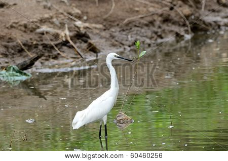 Little Egret