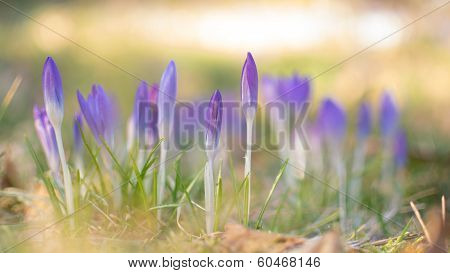 Heralds of Spring