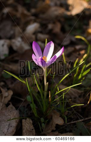 Crocus in the Light