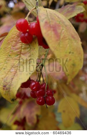 viburnum