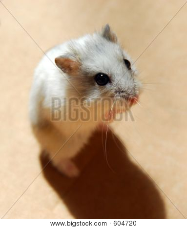 Hamster