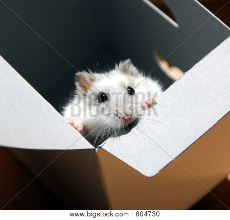 Hamster In A Box