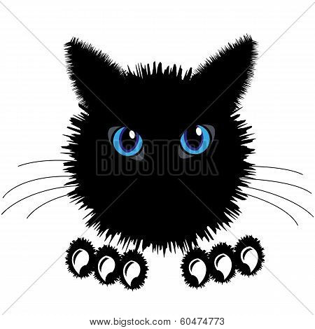 black cat