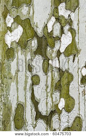 Plane Tree Bark Close Up