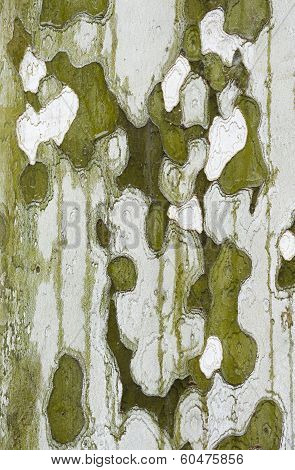 Plane Tree Bark Close Up