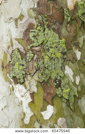 Plane Tree Bark Close Up