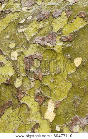 Plane Tree Bark Close Up