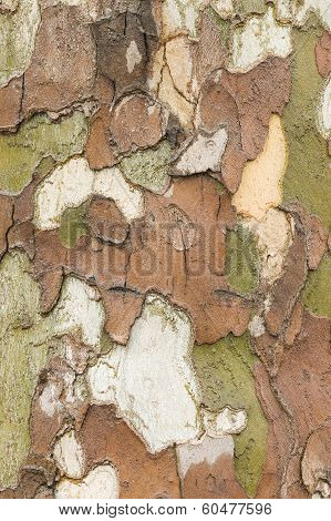 Plane Tree Bark Close Up
