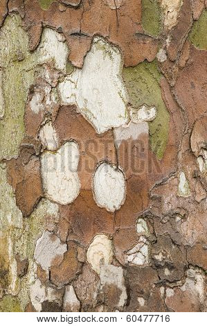 Plane Tree Bark Close Up