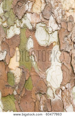 Plane Tree Bark Close Up