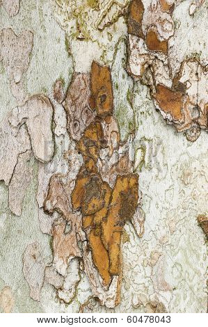 Plane Tree Bark Close Up