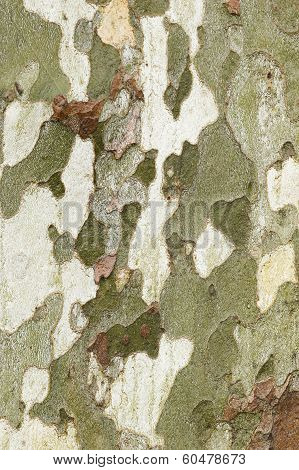 Plane Tree Bark Close Up