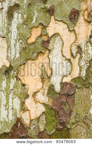 Plane Tree Bark Close Up