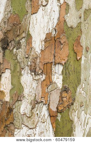 Plane Tree Bark Close Up