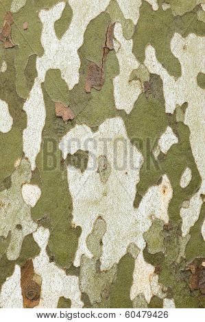 Plane Tree Bark Close Up