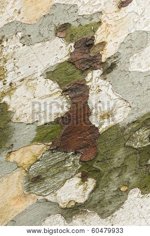 Plane Tree Bark Close Up
