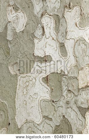 Plane Tree Bark Close Up