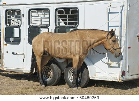Rodeo Horse