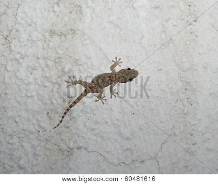 Lizard