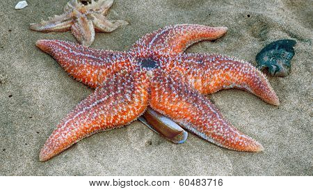 starfish