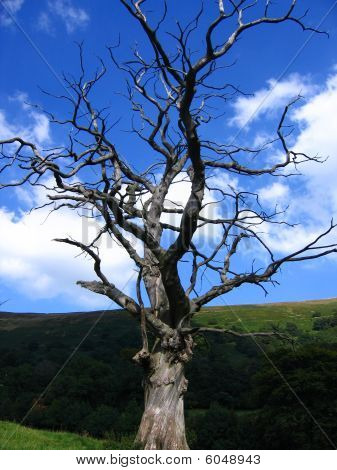 Paesaggio verde, albero morto