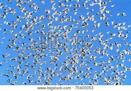 Flock of migrating birds