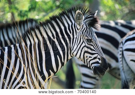 Plains Zebra (Equus Burchelli) close-up