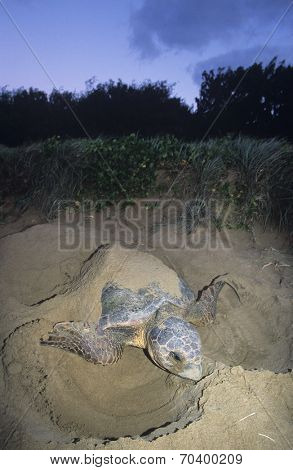 Leatherback Turtle nesting on beach