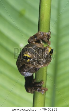Green Frog