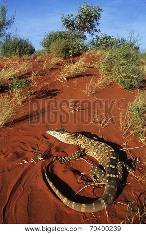 Goanna in desert