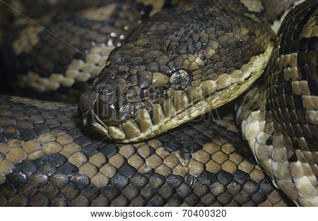 Carpet Python close-up