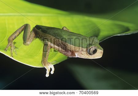 Green Frog on Leaf