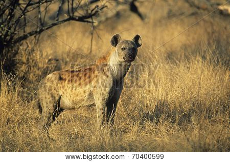 Spotted Hyena (Crocuta Cocuta) standing on savannah