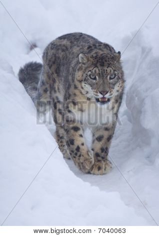 Snowleopard