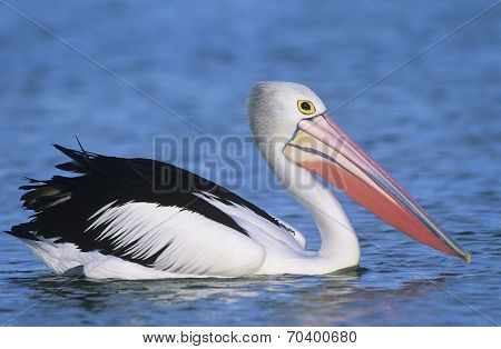 Australian Pelican on water